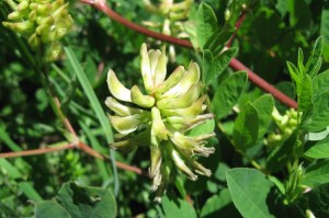 Astragalus glycyphyllos (1) (1200 x 799)